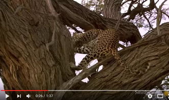 生态寓言 当豹子强拆了猫头鹰的家