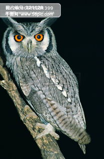 夜行旅者 猫头鹰的飞翔艺术与高清素材的无限可能