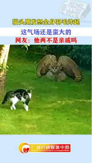 猫头鹰炸毛 一场羽毛里的无声震慑