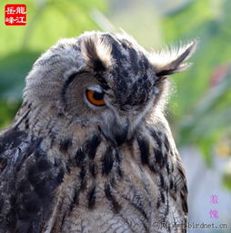 雕鸮之眸 黑龙江山水间的星空传递者